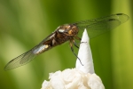 Broad-bodied Chaser (male)