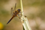 Four-spotted Chaser (m)