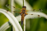 Four-spotted Chaser (m) II