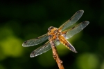 Four-spotted Chaser (m)