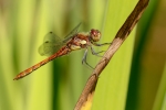 Common Darter