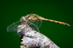 Common Darter