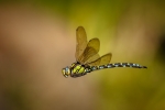 Southern Hawker (Aeshna cyanea)