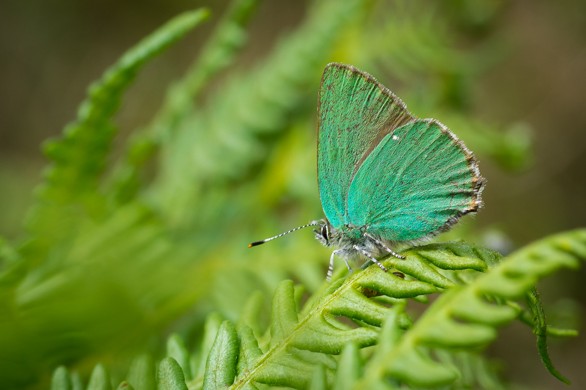 Green Hairstreak