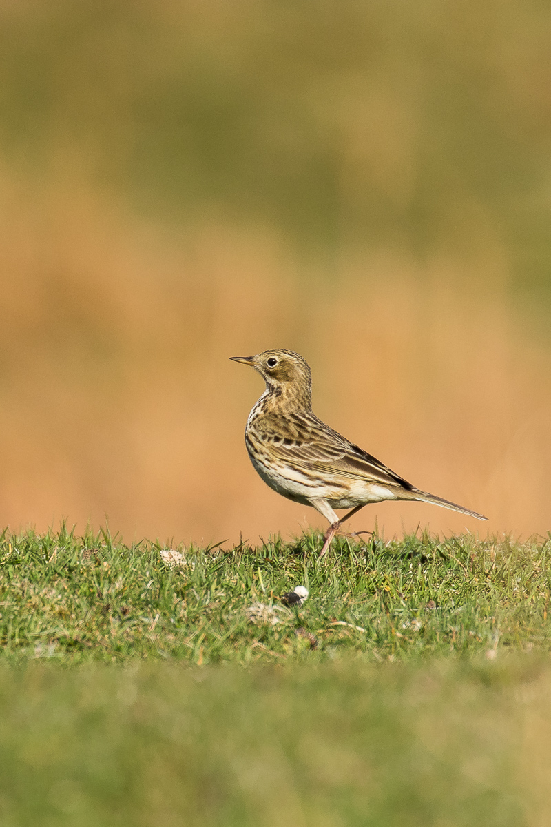 Meadow Pipit