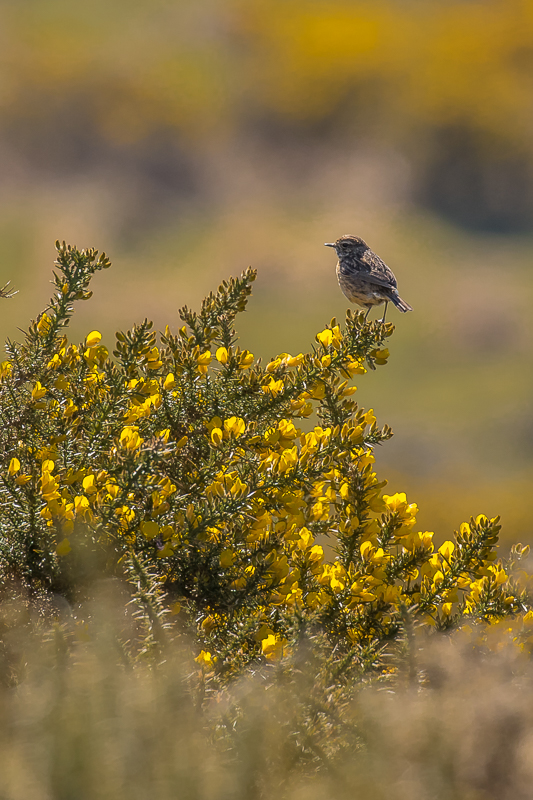 Female Stonechat on Gorse