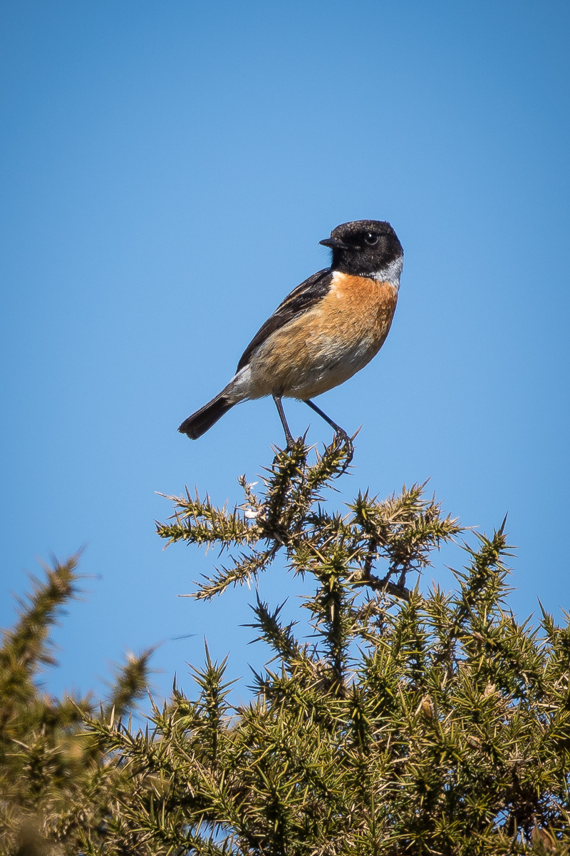 Male Stonechat