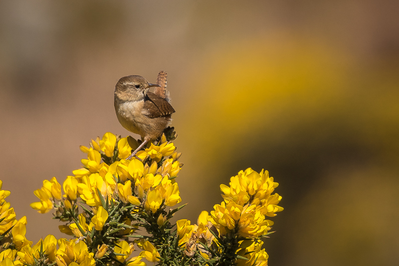 Wren on Gorse