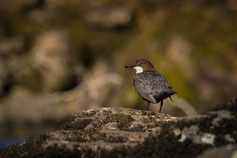 Dipper