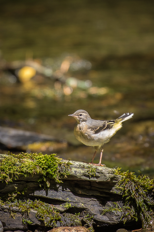 Grey Wagtail fledgling