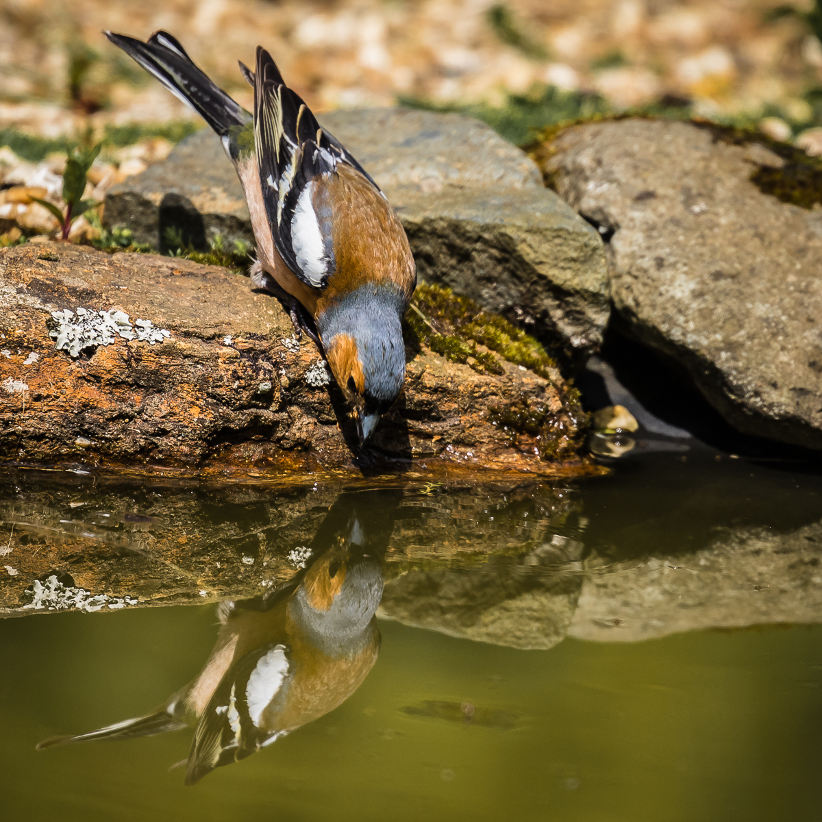 Chaffinch