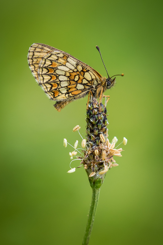 Heath Fritillary