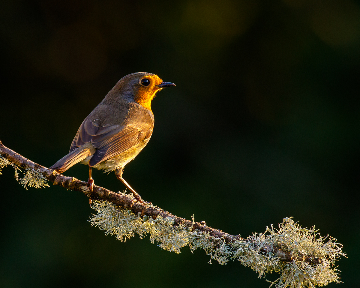 Sunset Robin