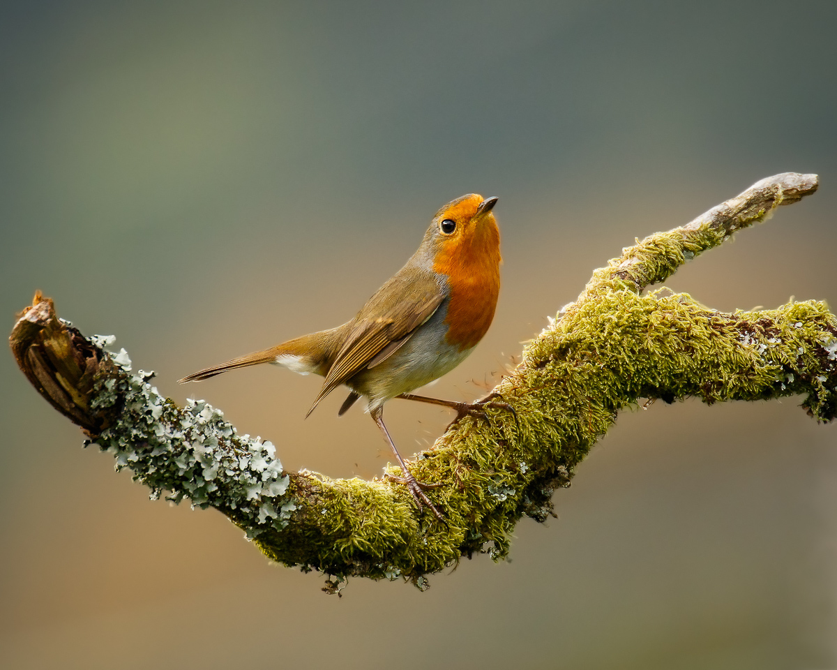 Robin