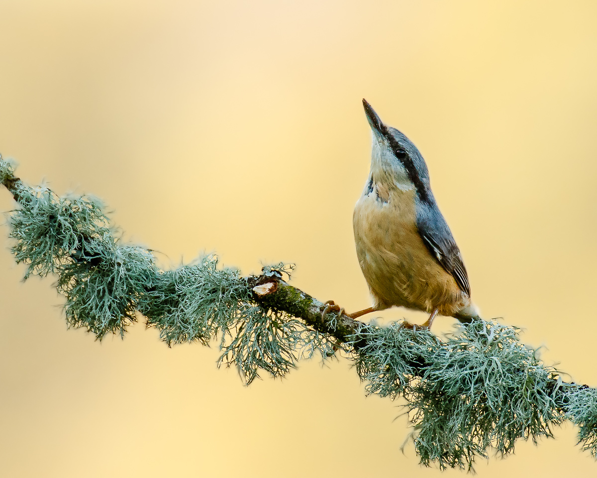 Nuthatch