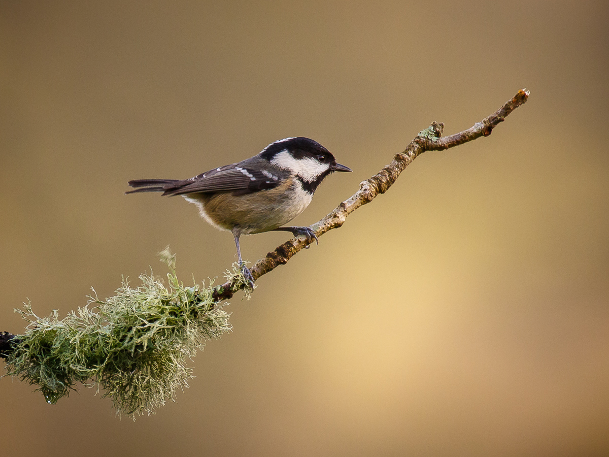 Coal Tit