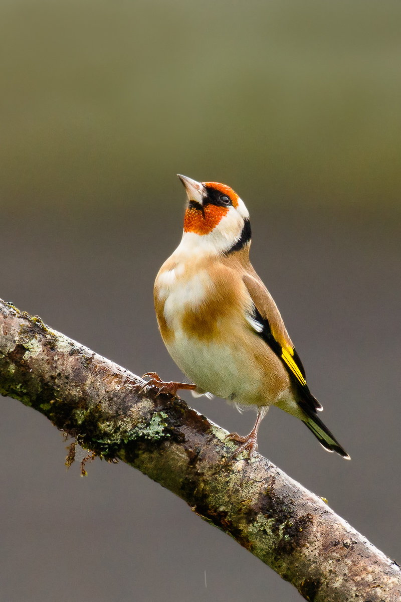 Goldfinch (Carduelis carduelis)