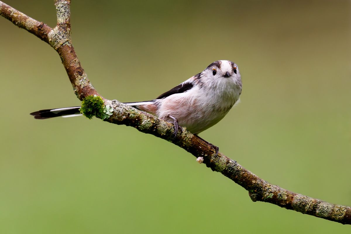 Long-tailed Tit