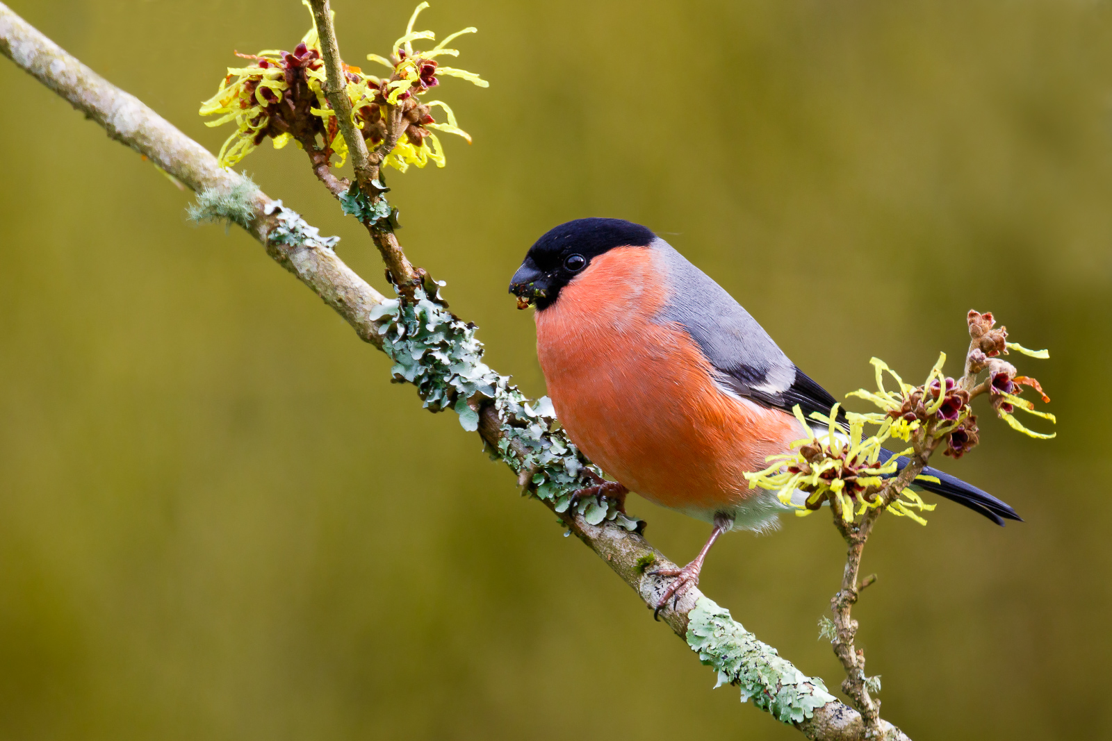 Bullfinch (male)