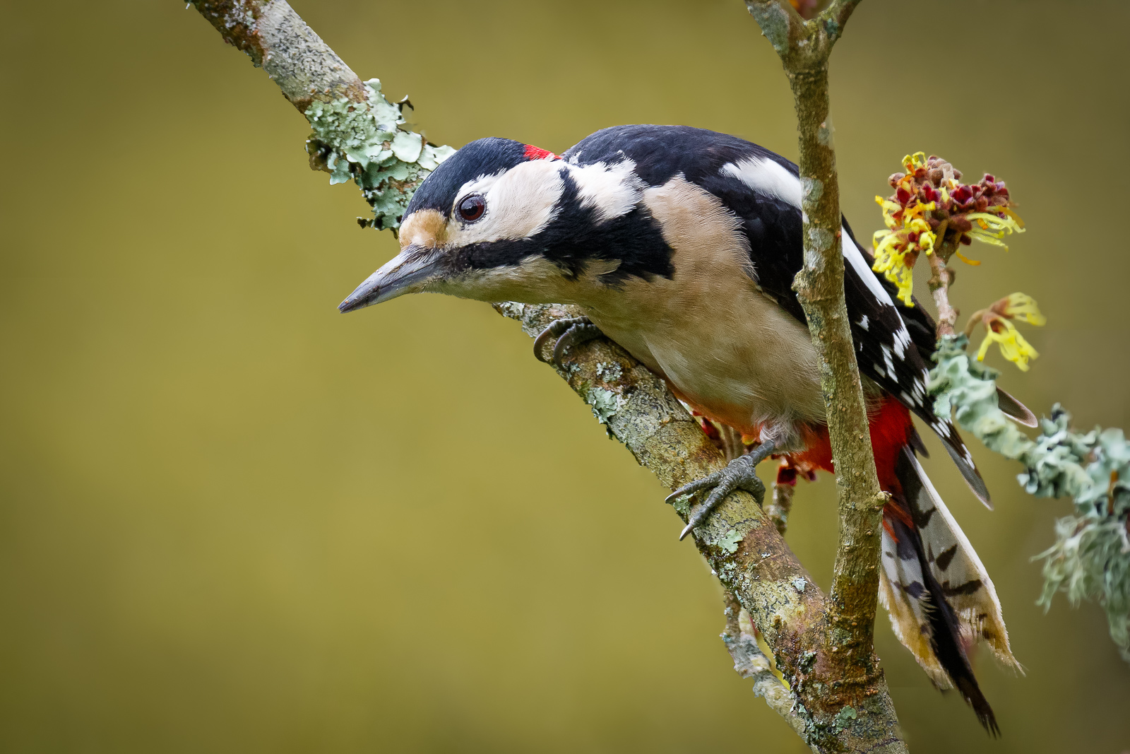 Great Spotted Woodpecker
