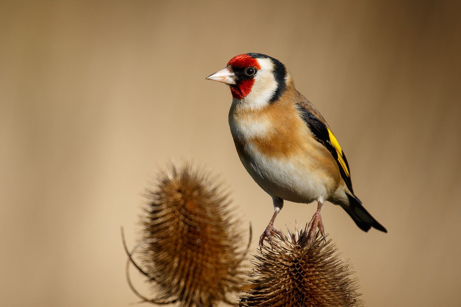 Goldfinch