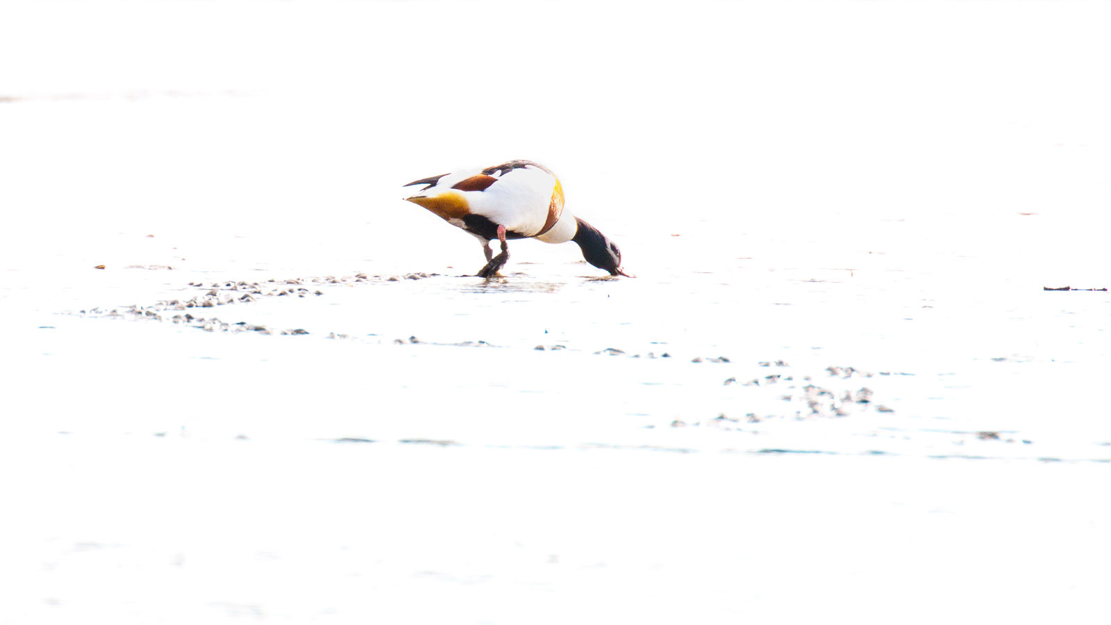 Shelduck