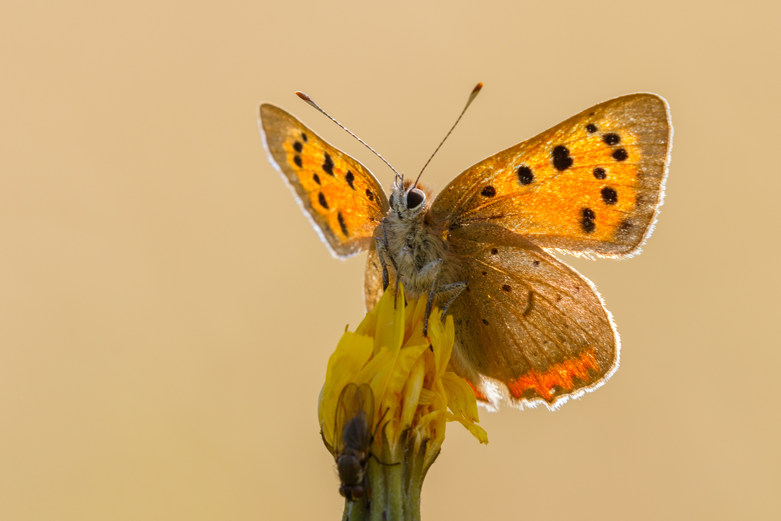 Small Copper