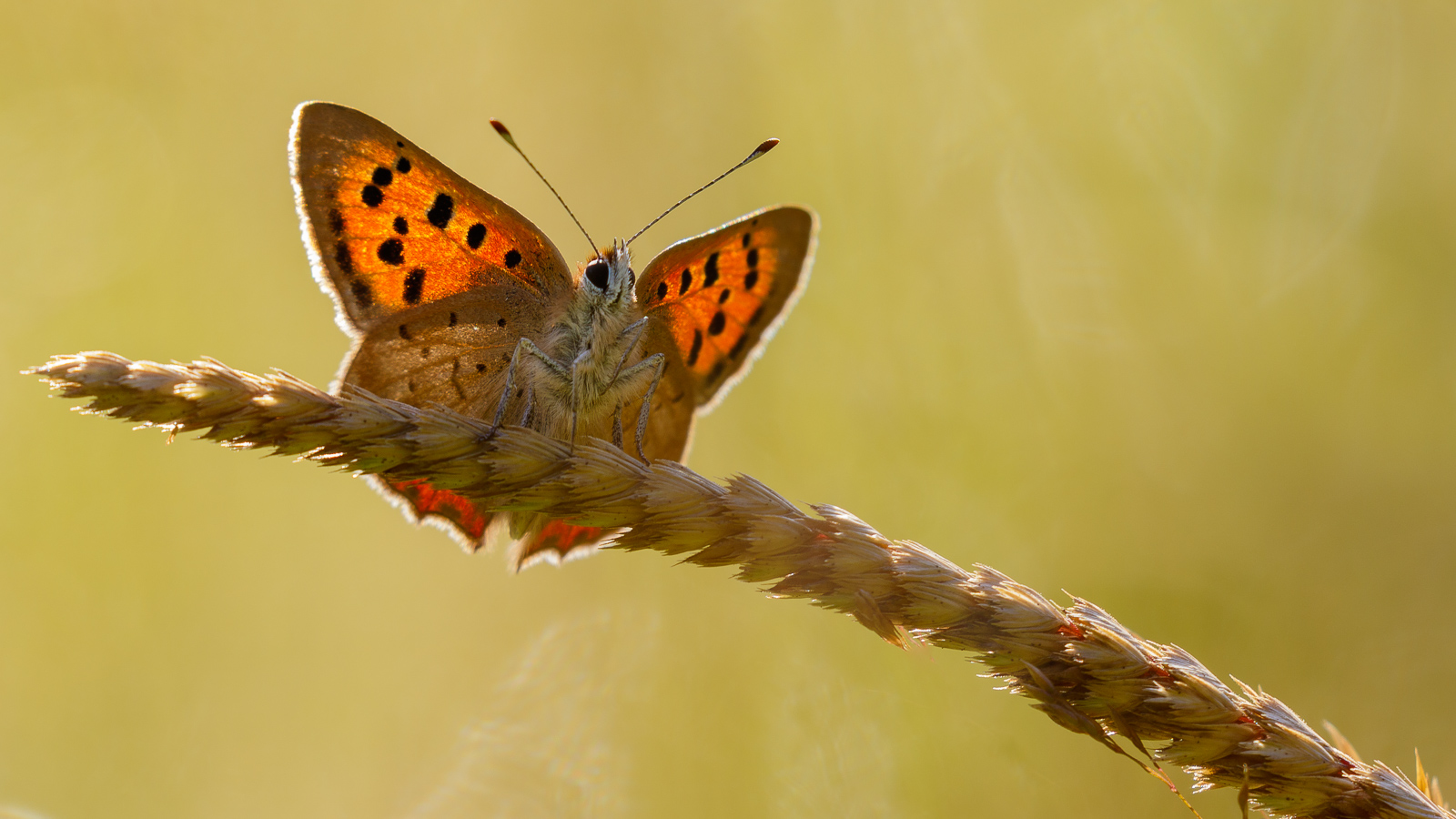 Small Copper 3
