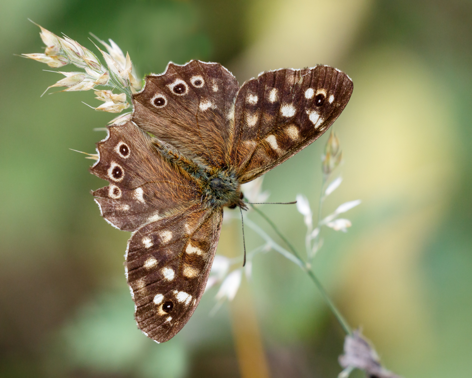 Speckled Wood