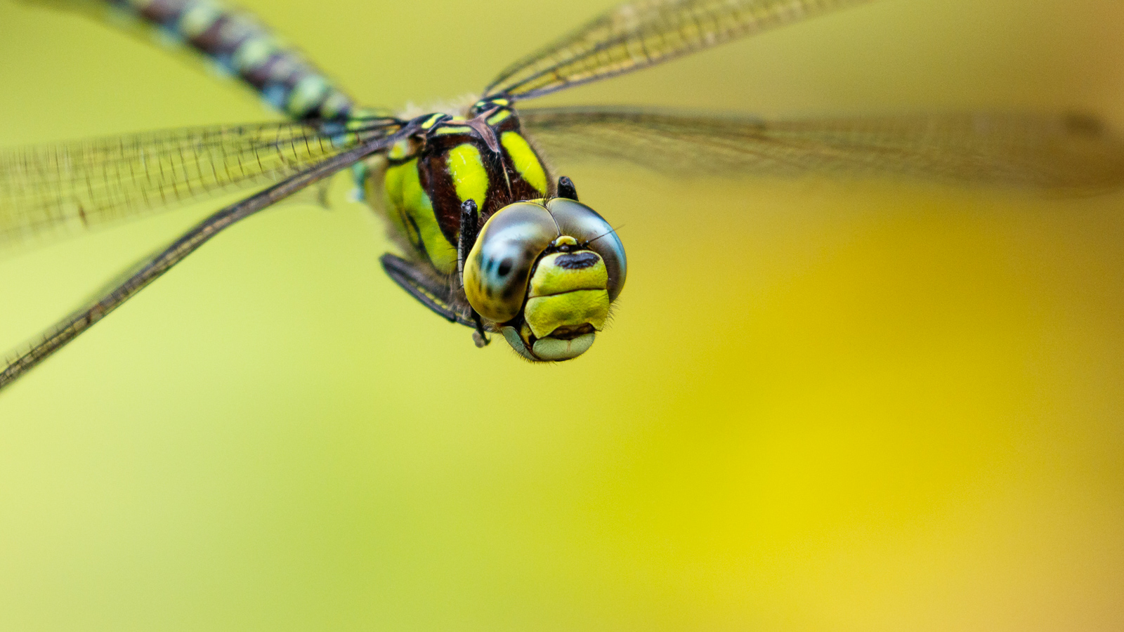 Southern Hawker