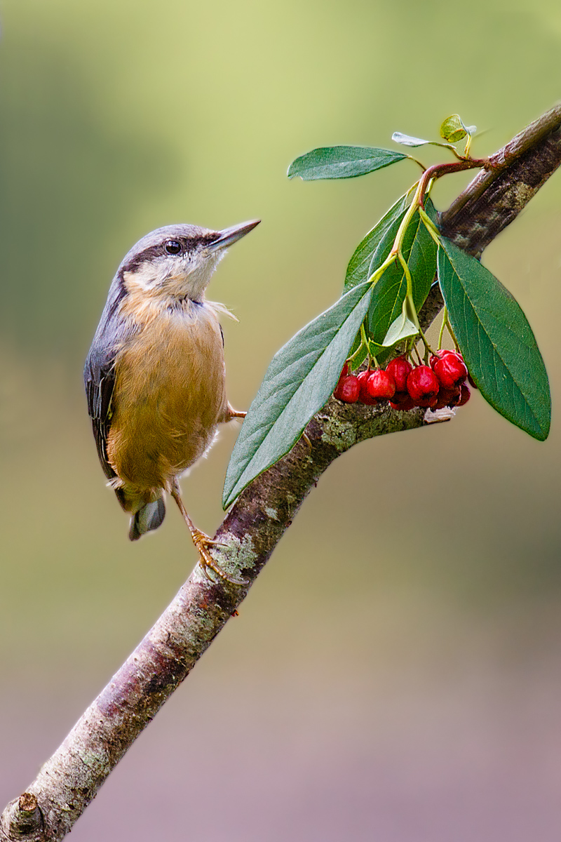 Nuthatch