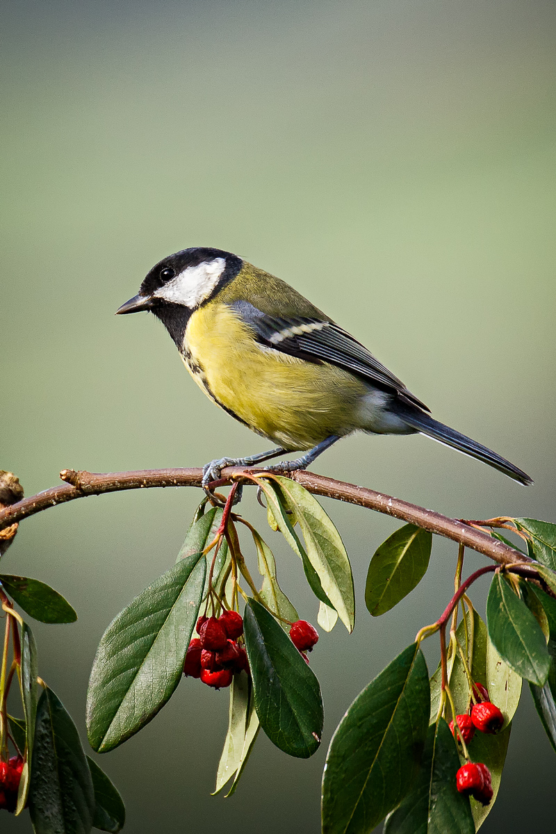 Great Tit