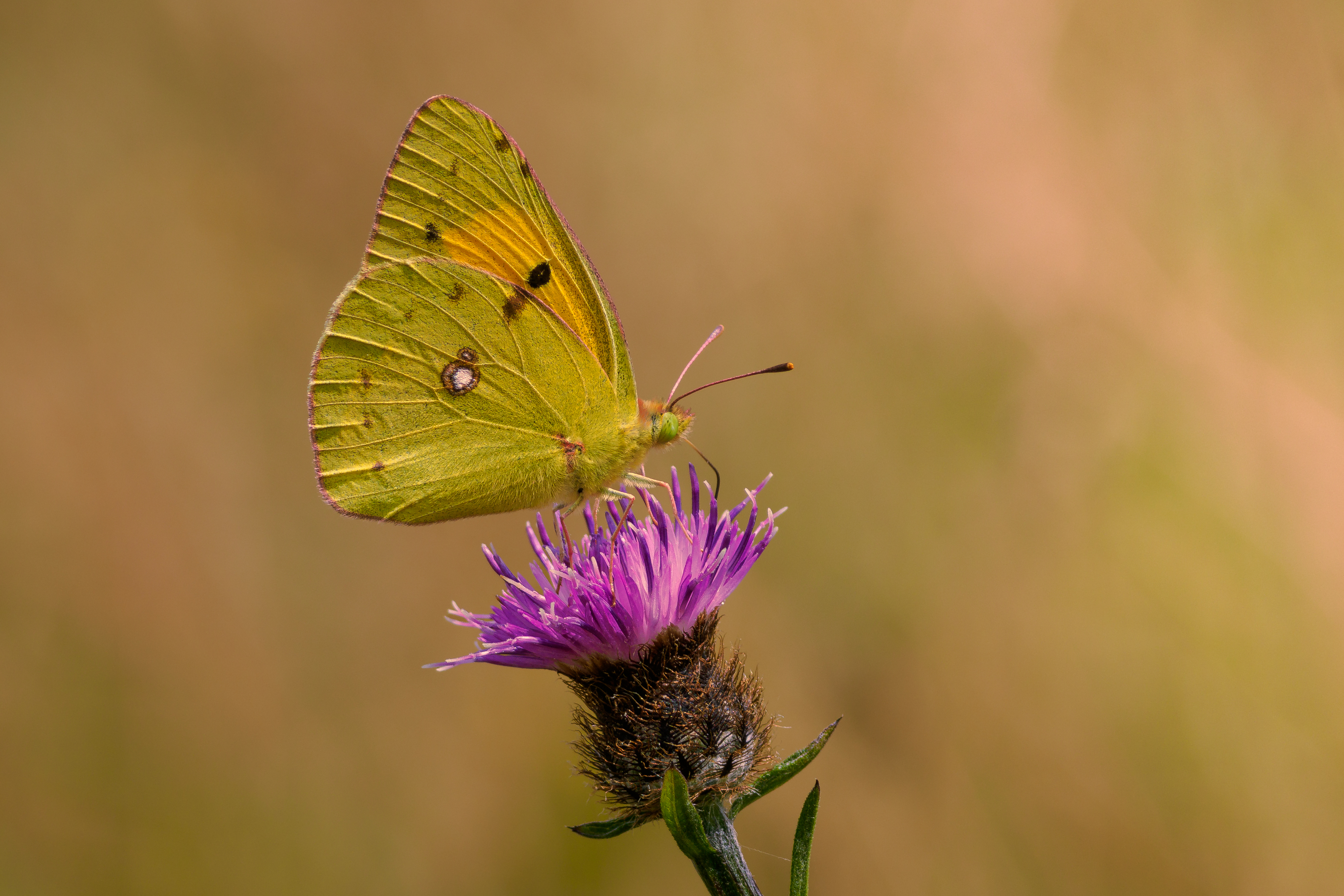 Clouded Yellow