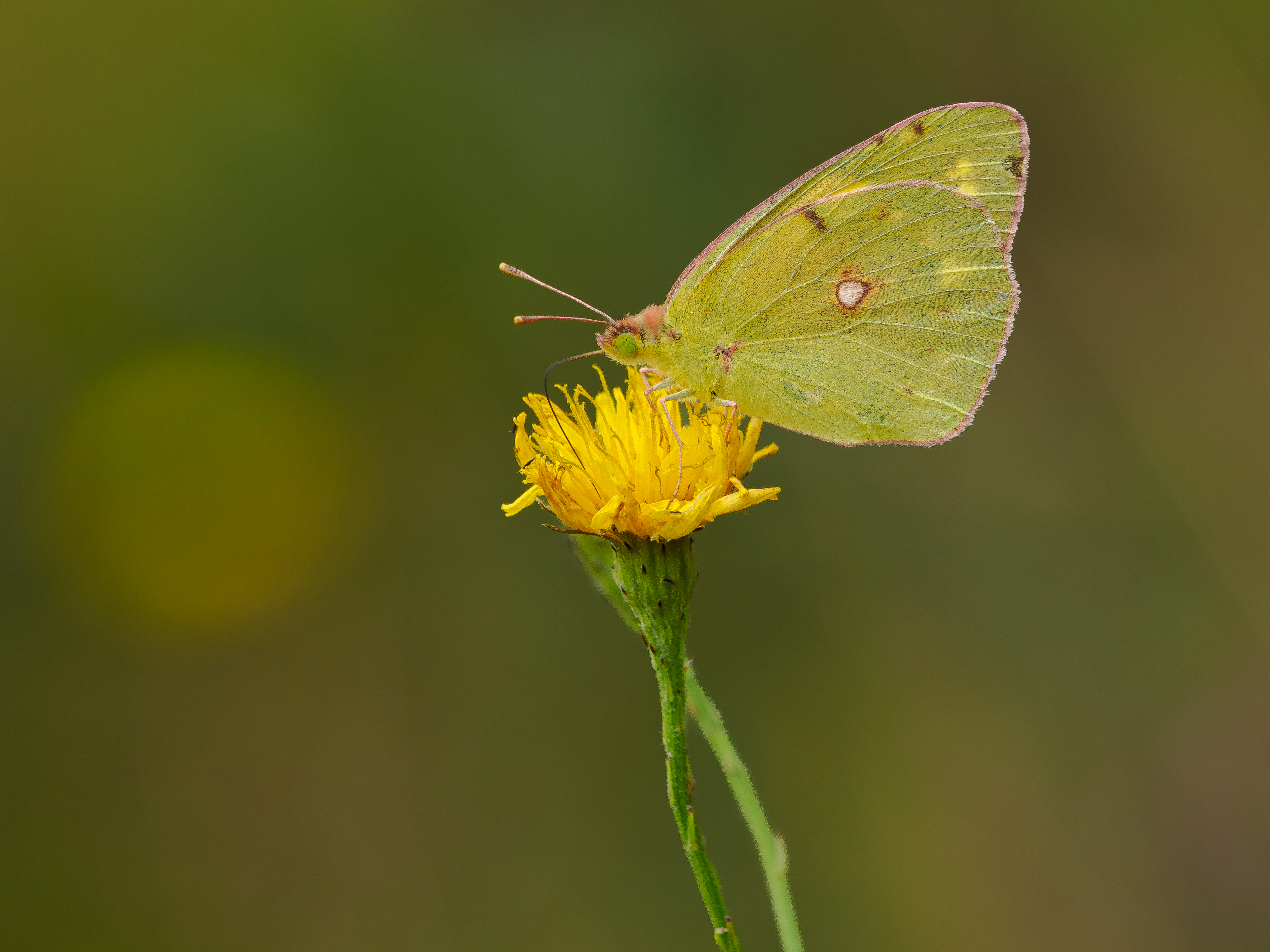 Clouded Yellow
