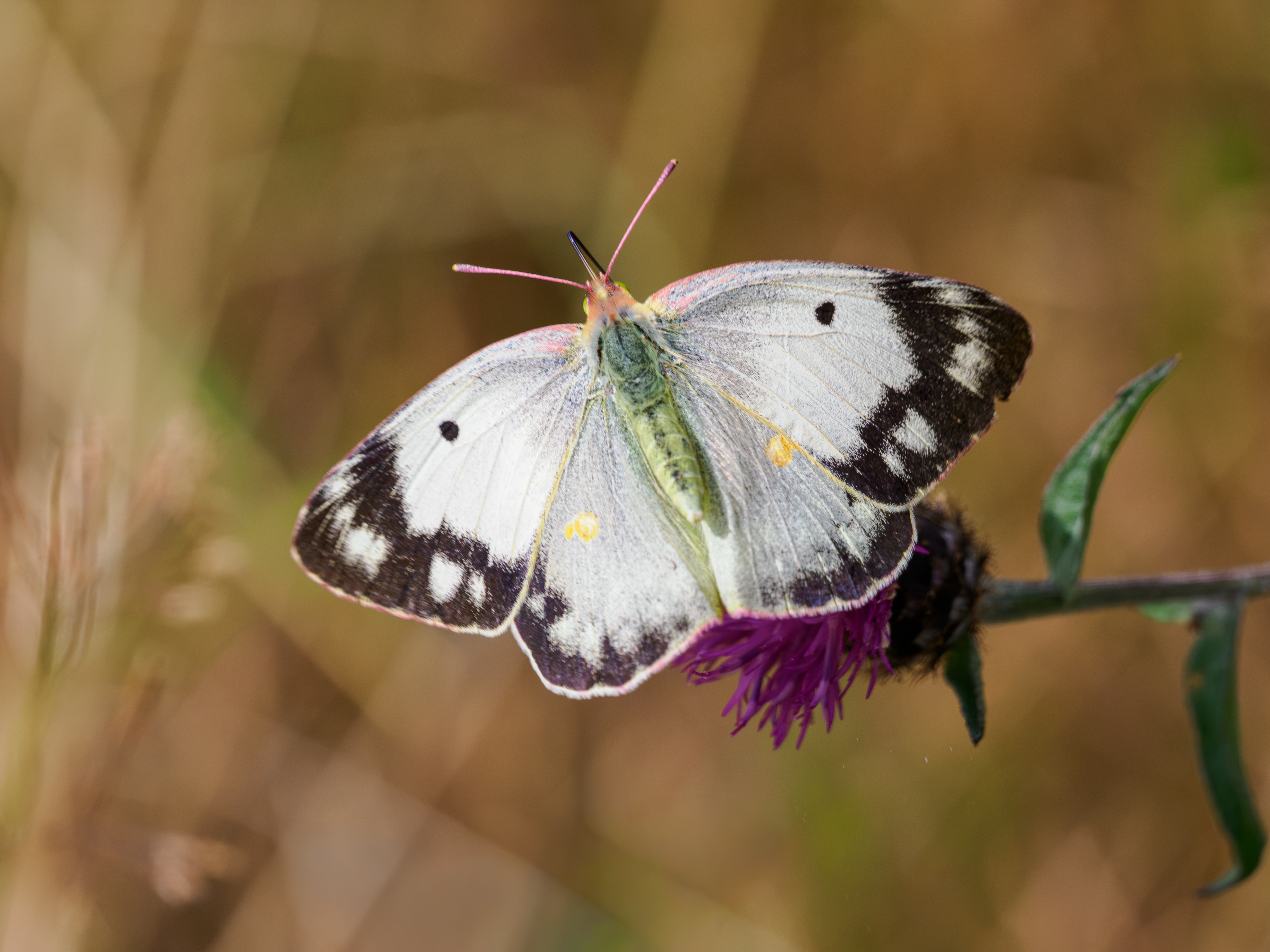 Clouded Yellow f.Helice