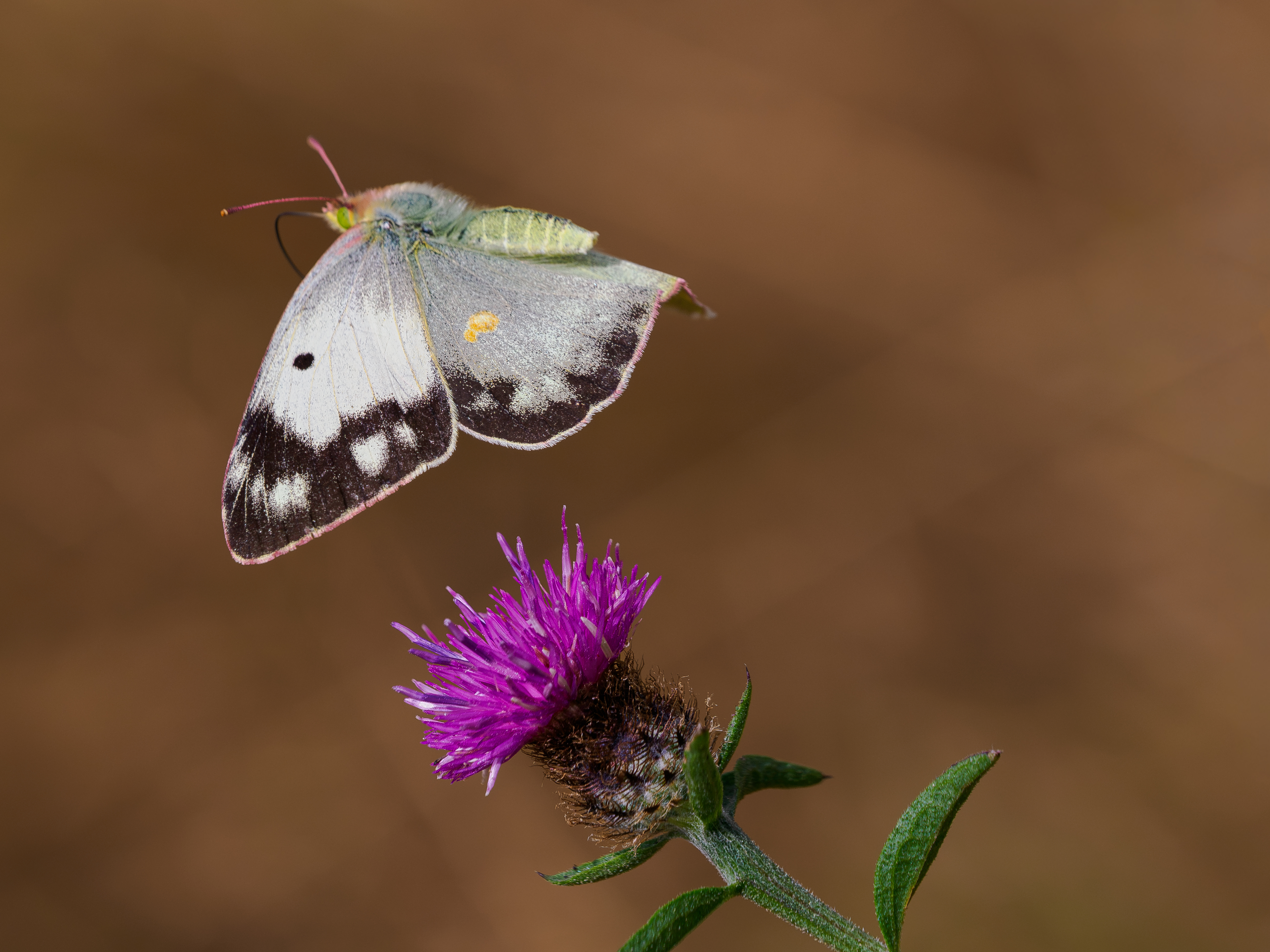 Clouded Yellow f.Helice