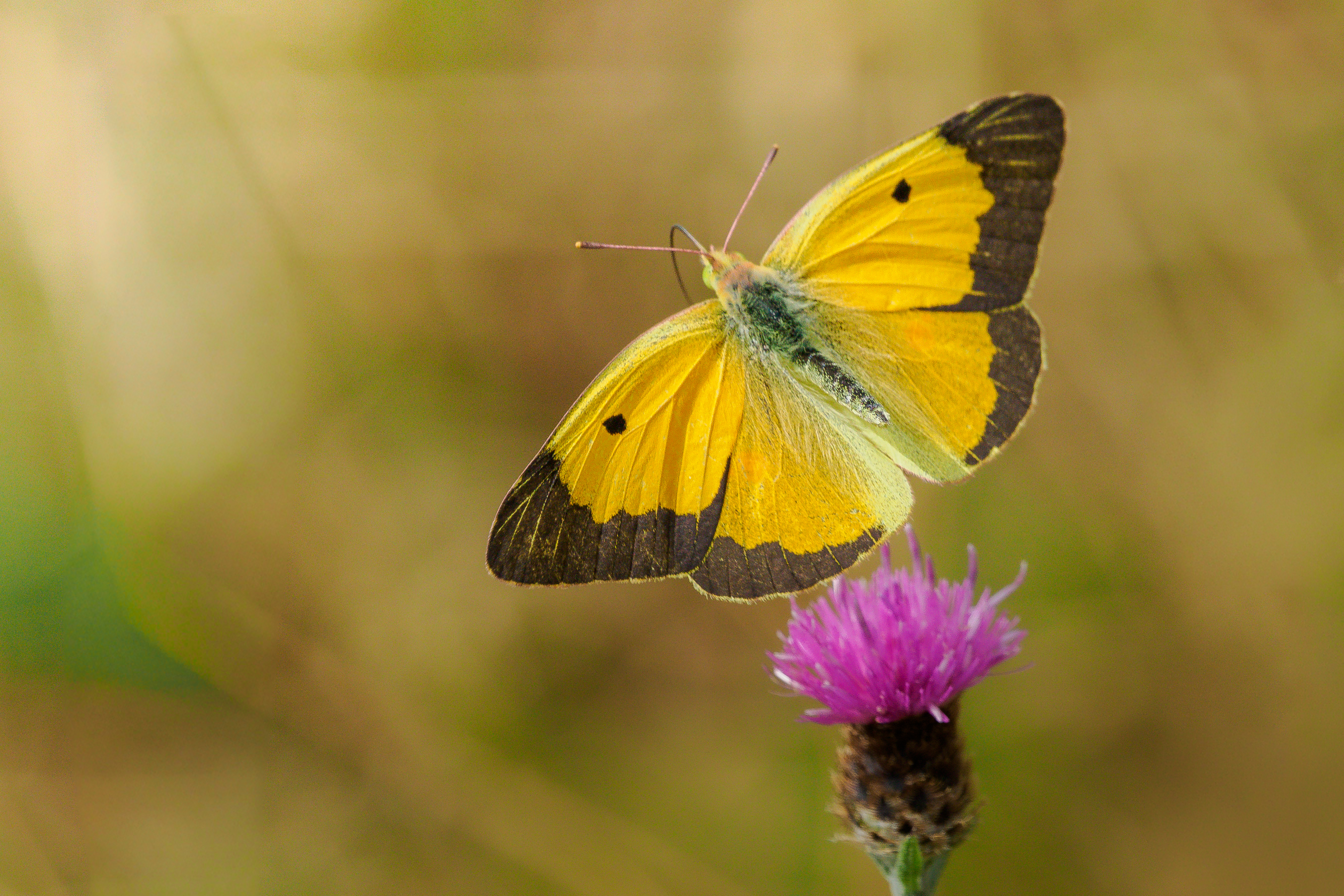 Clouded Yellow male in flight