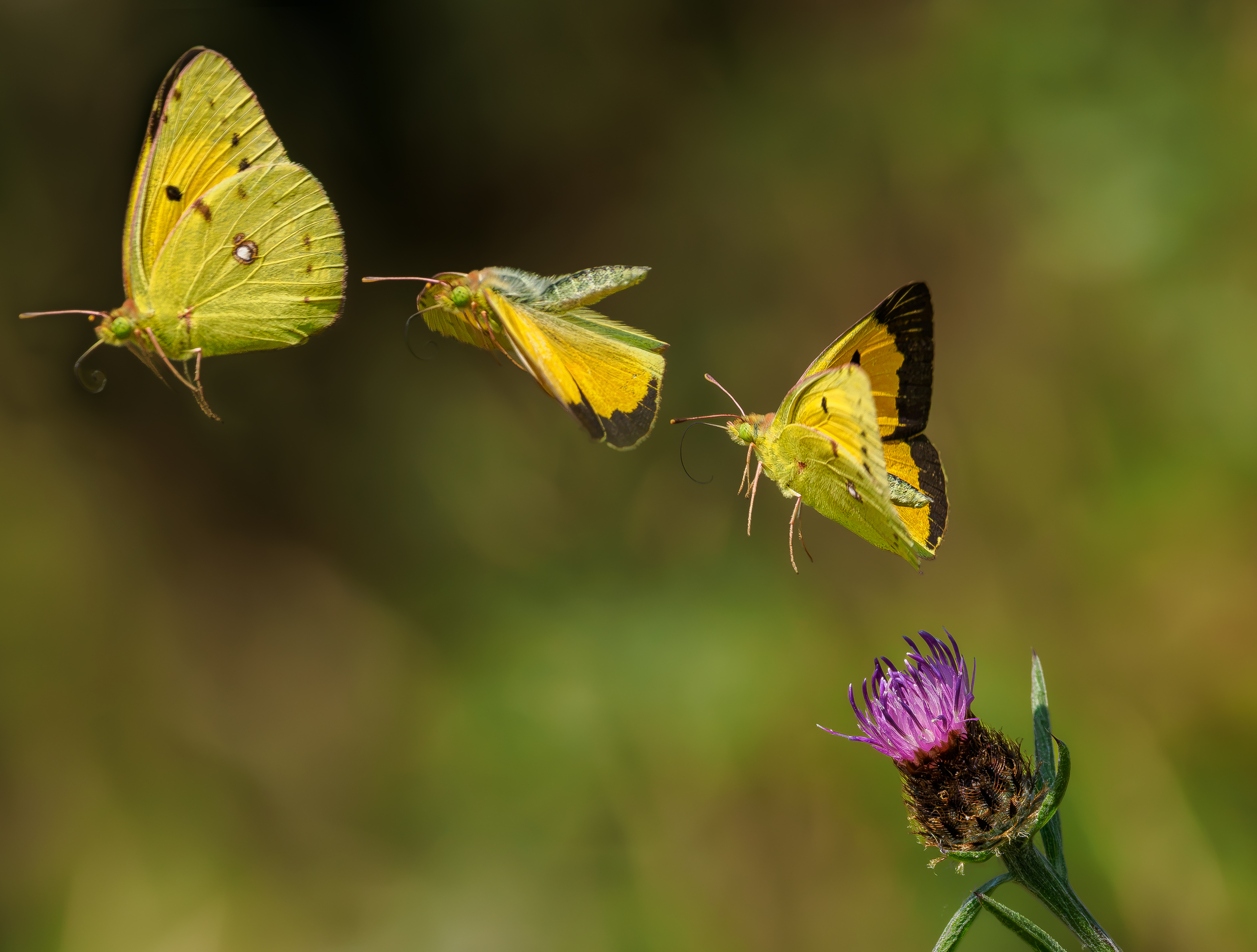 Clouded Yellow male in flight