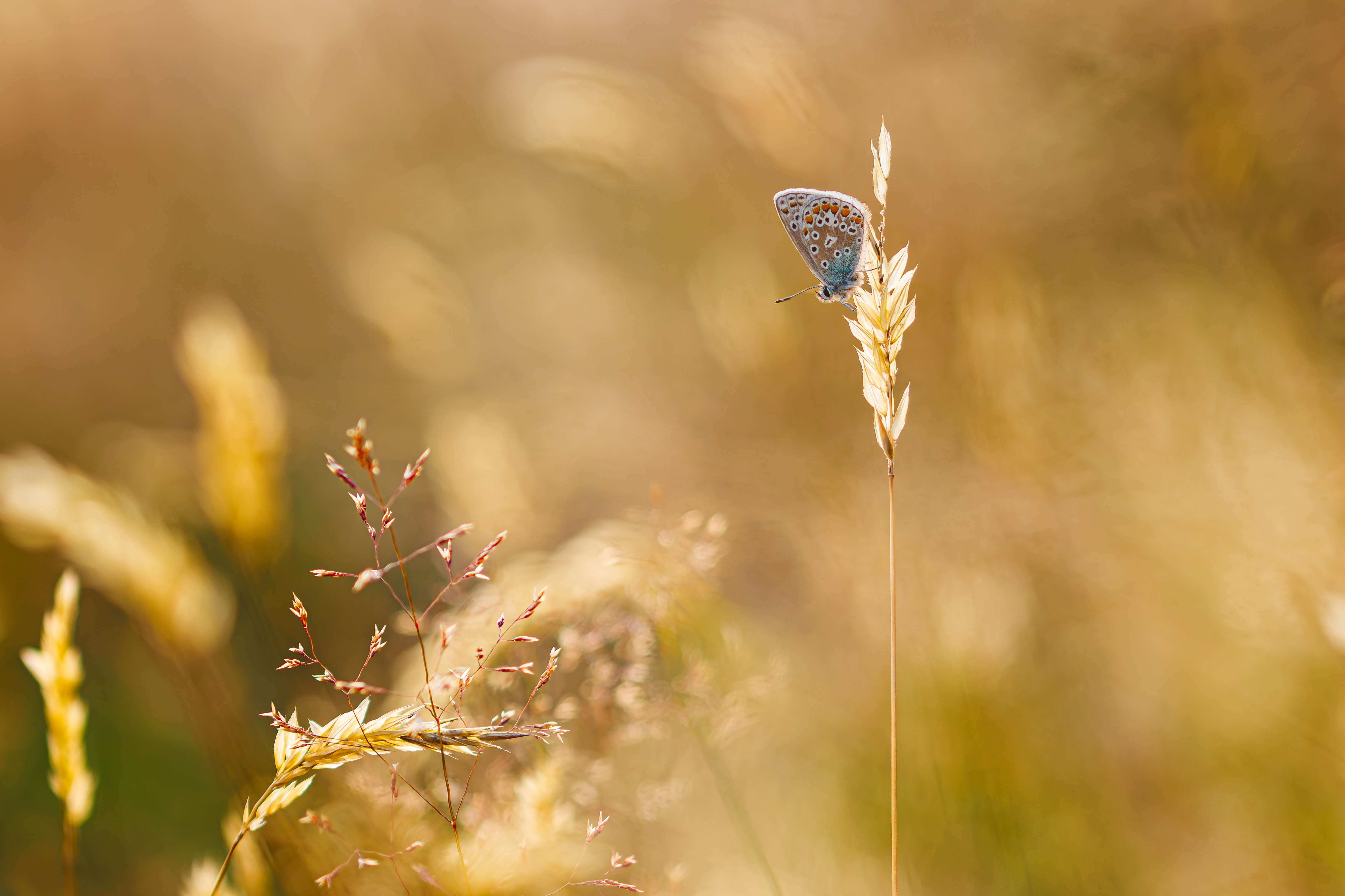 Common Blue