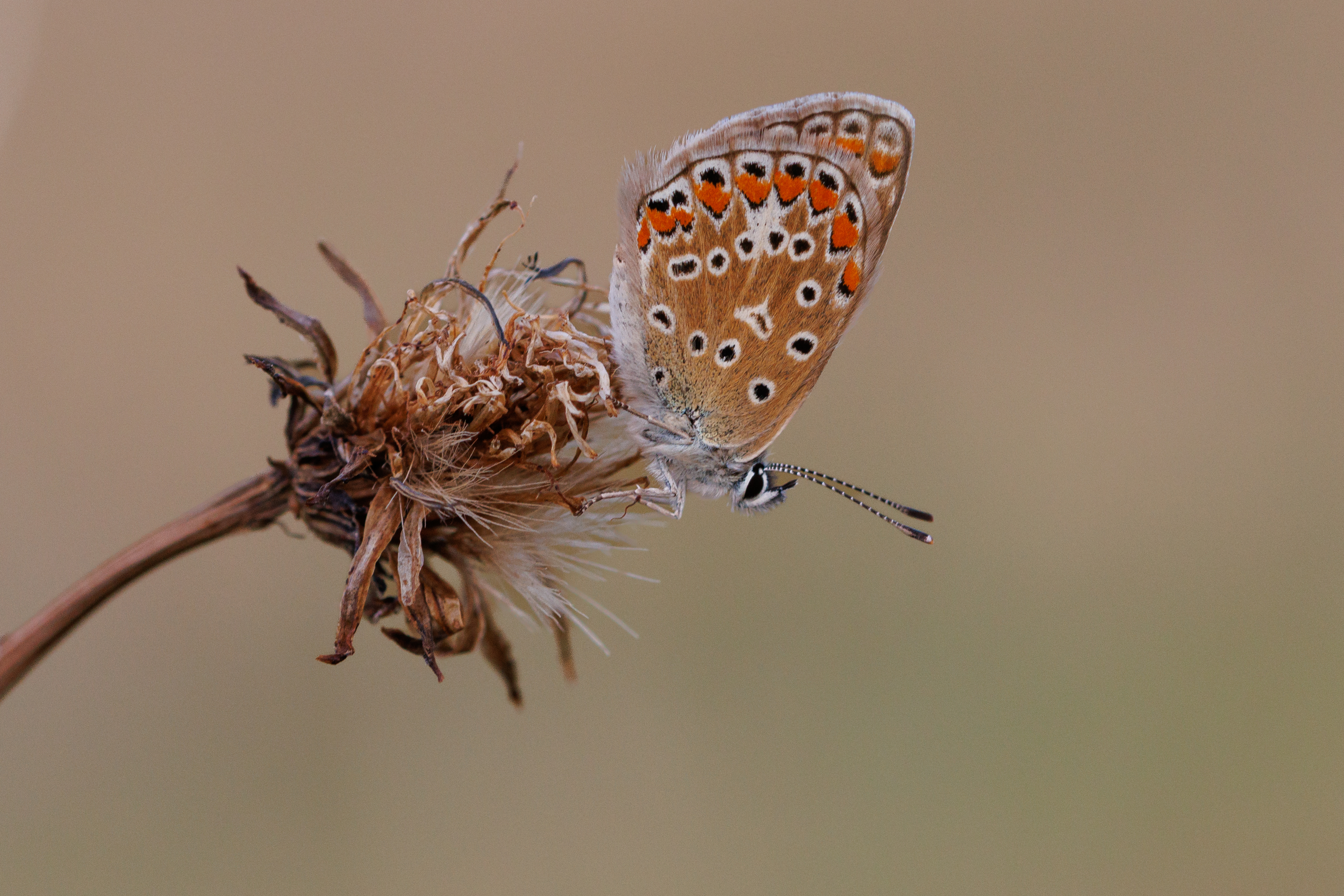 Common Blue