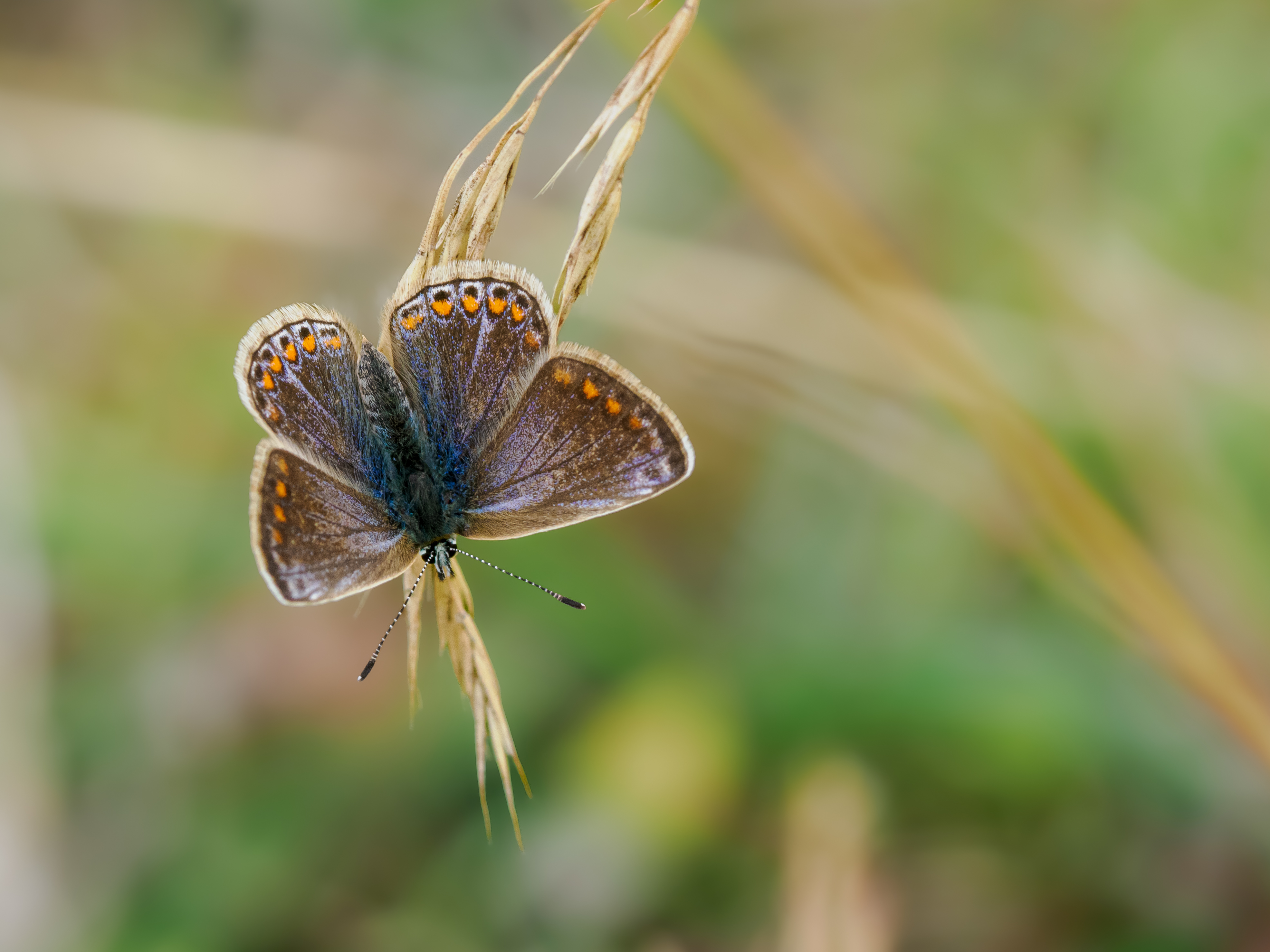 Common Blue female