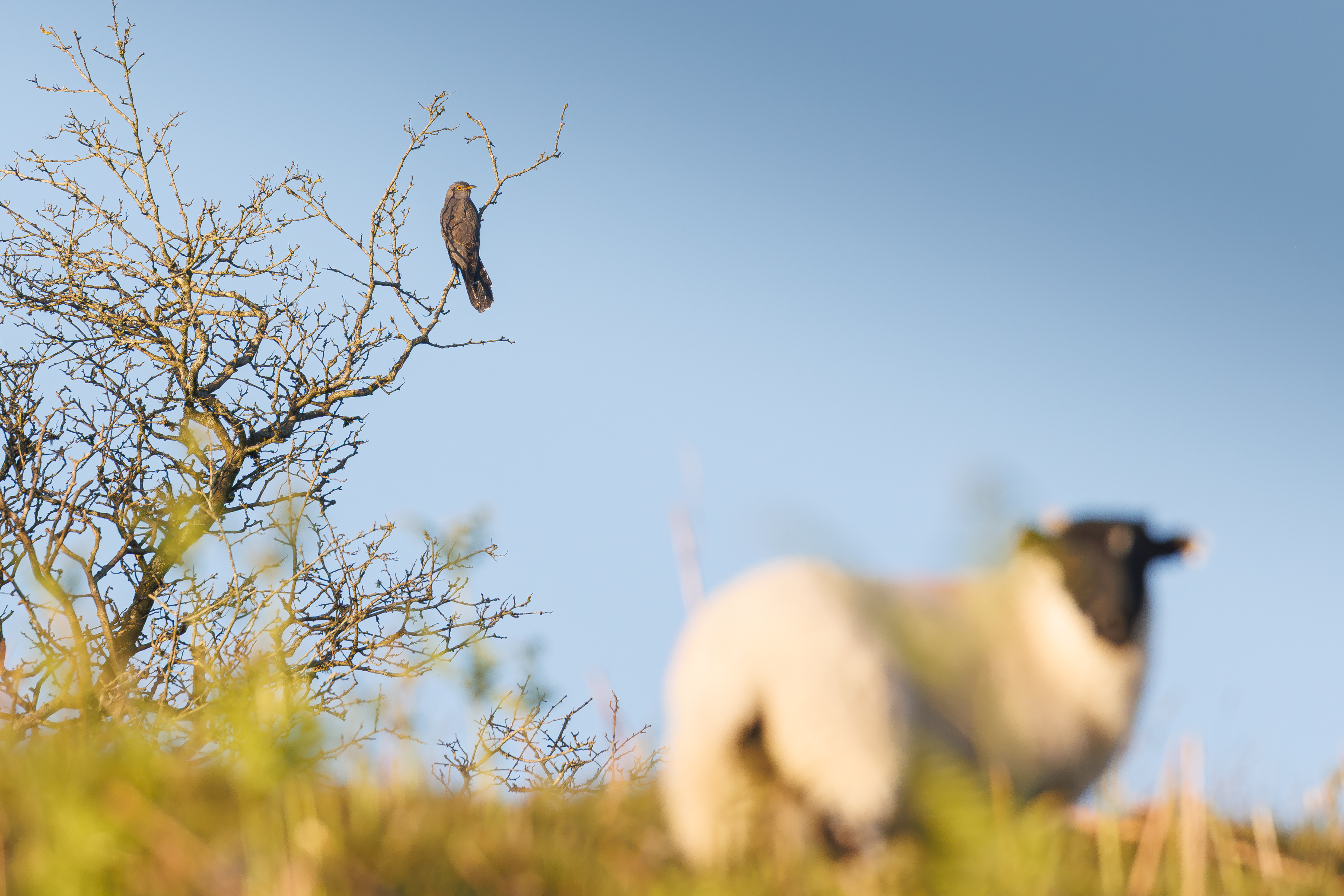 Cuckoo