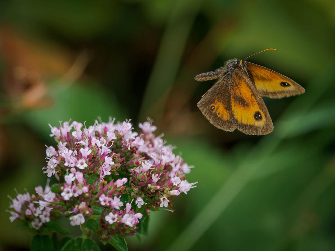Gatekeeper-20260718