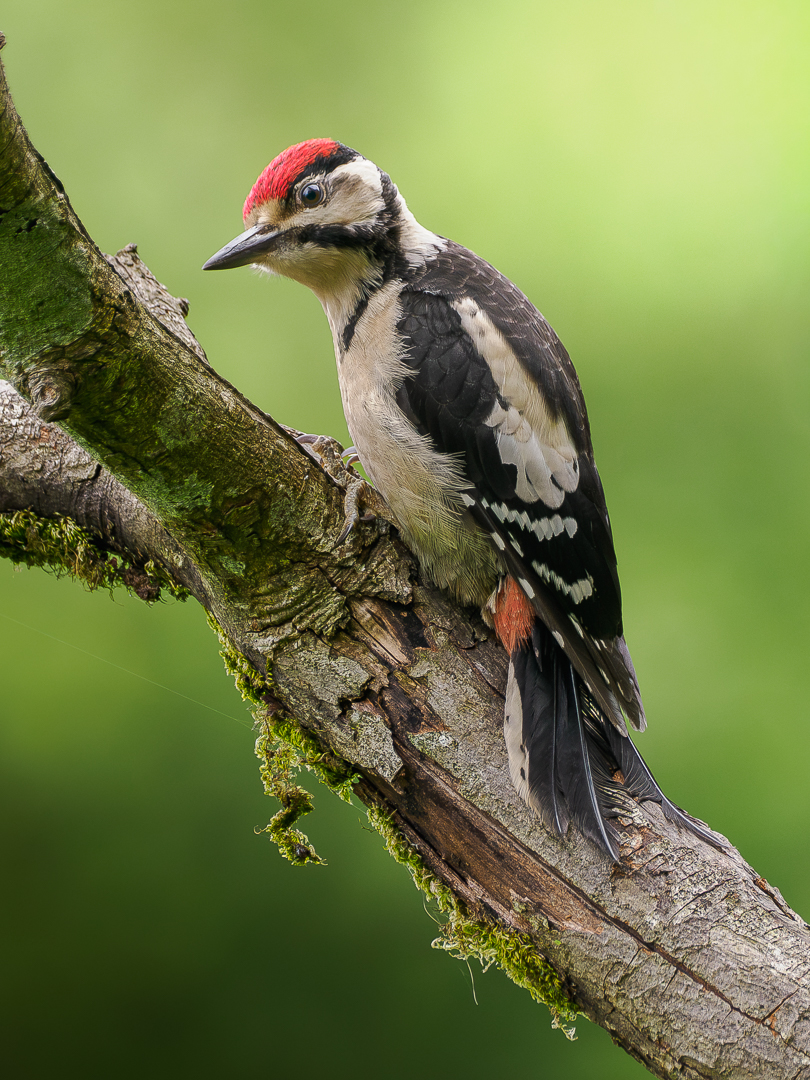 Great-Spotted-Woodpecker-20260615