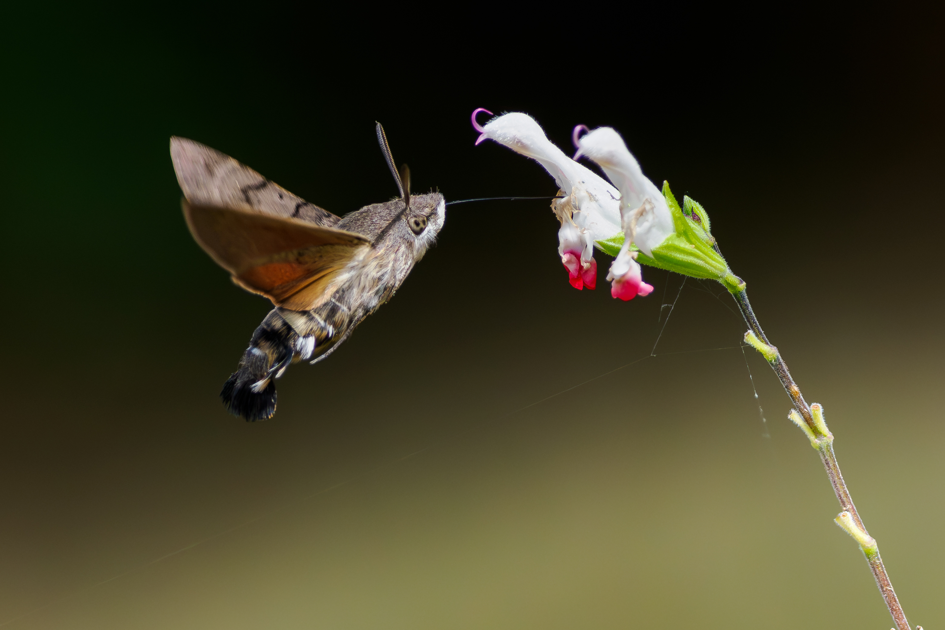 Hummingbird Hawk Moth