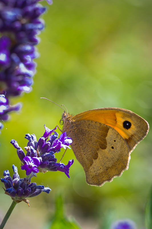 Meadow Brown on Lavender