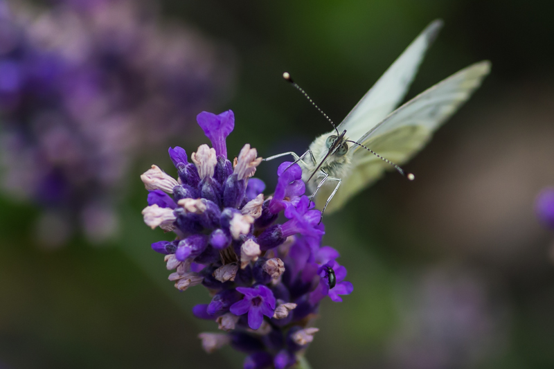 Small White