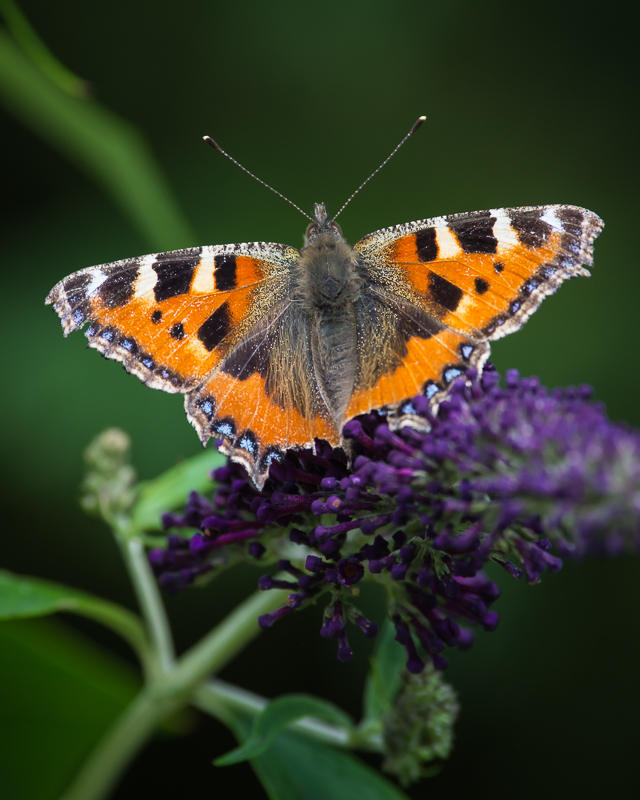 Small Tortoiseshell