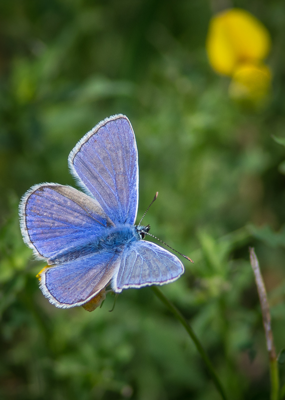Common Blue (Male)