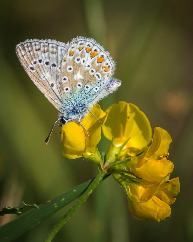Common Blue